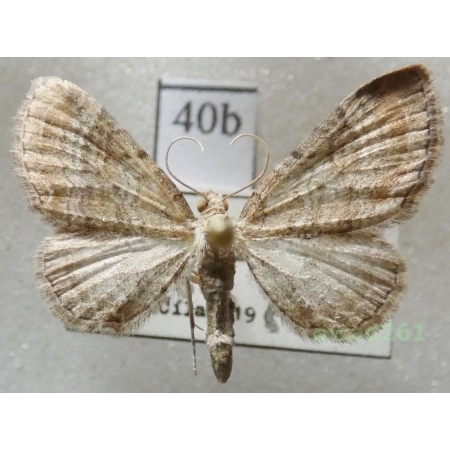Eupithecia simpliciata (Haworth, 1809) Czech40b